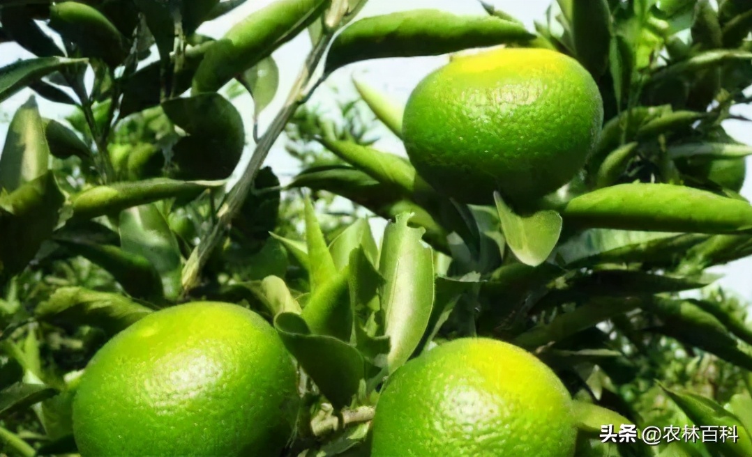 柑橘缺镁缺锌症状区别图片,柑橘缺锌导致叶子黄怎么办