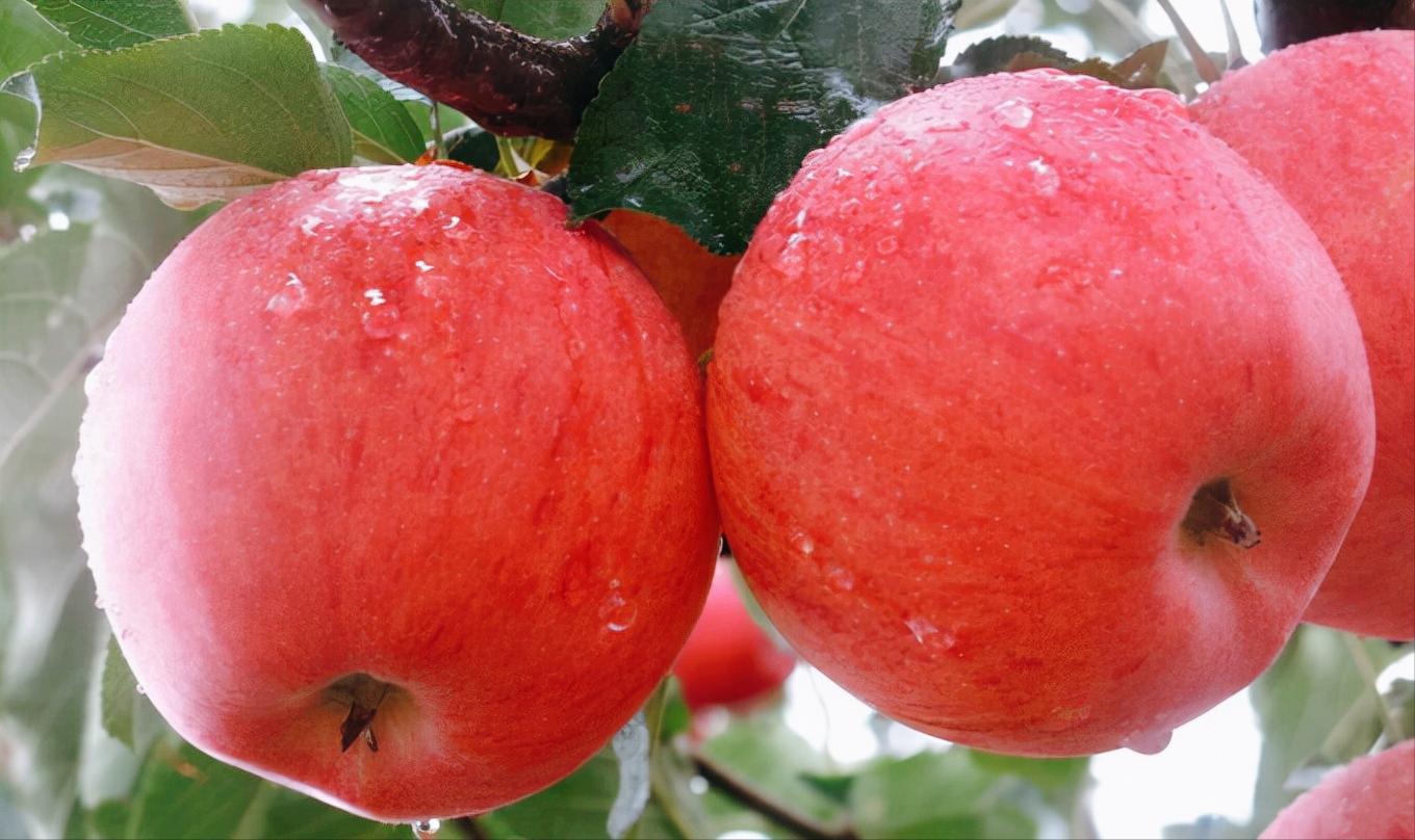 世界上最贵的水果前20种,世界最贵的水果是哪六种