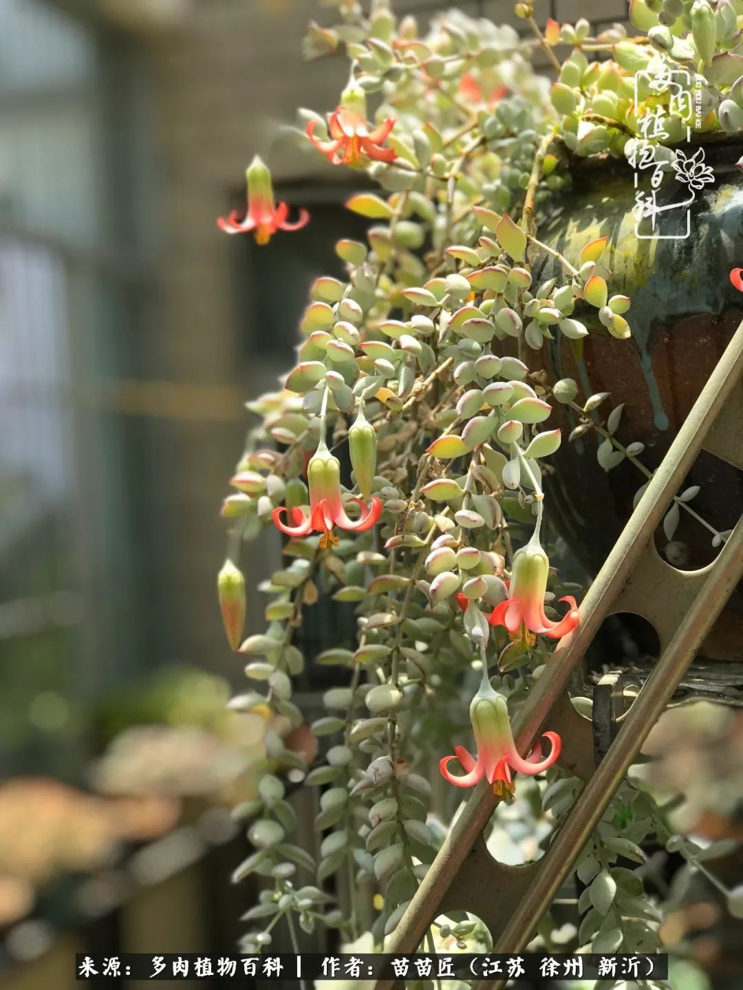 多肉之江湖：众肉友们，修仙渡劫几何了？