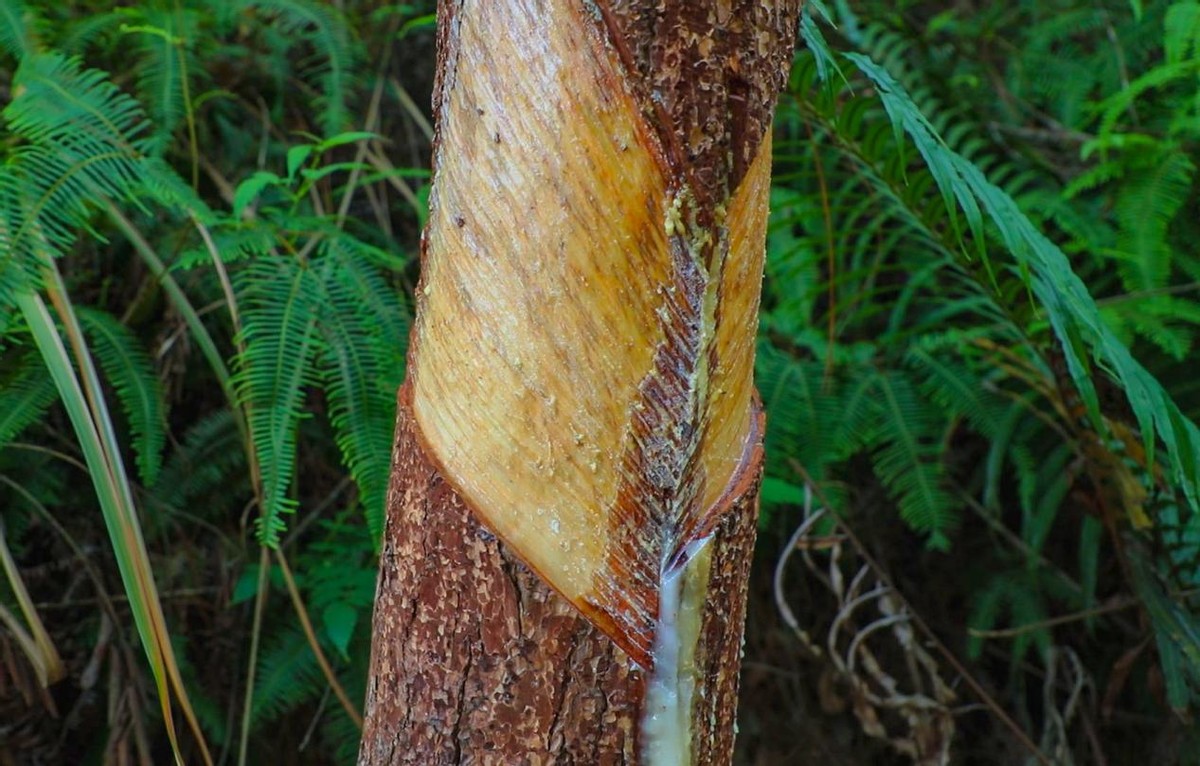 环广西8天游攻略,环广西7天自驾游