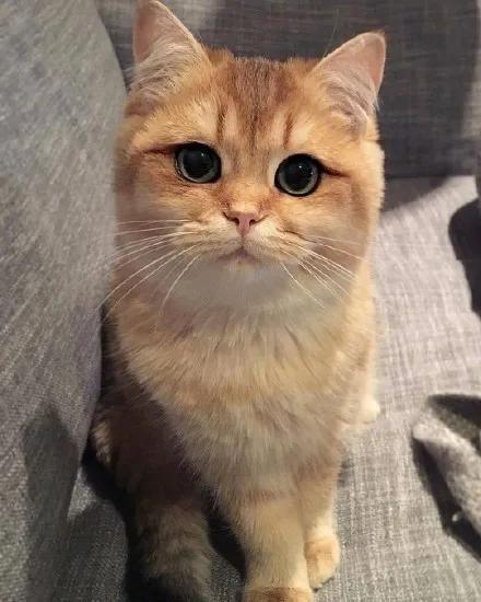 猫咪的眼睛好漂亮,猫咪的眼睛为什么又大又好看