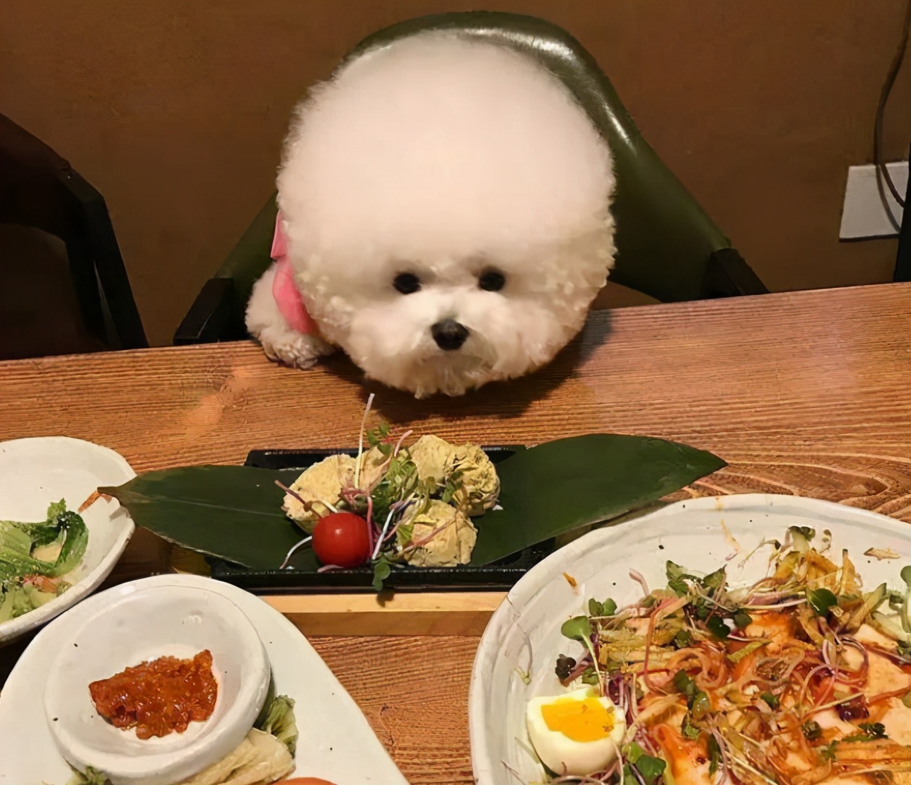 如何正确饲养比熊犬3大注意事项,养比熊犬要注意些什么