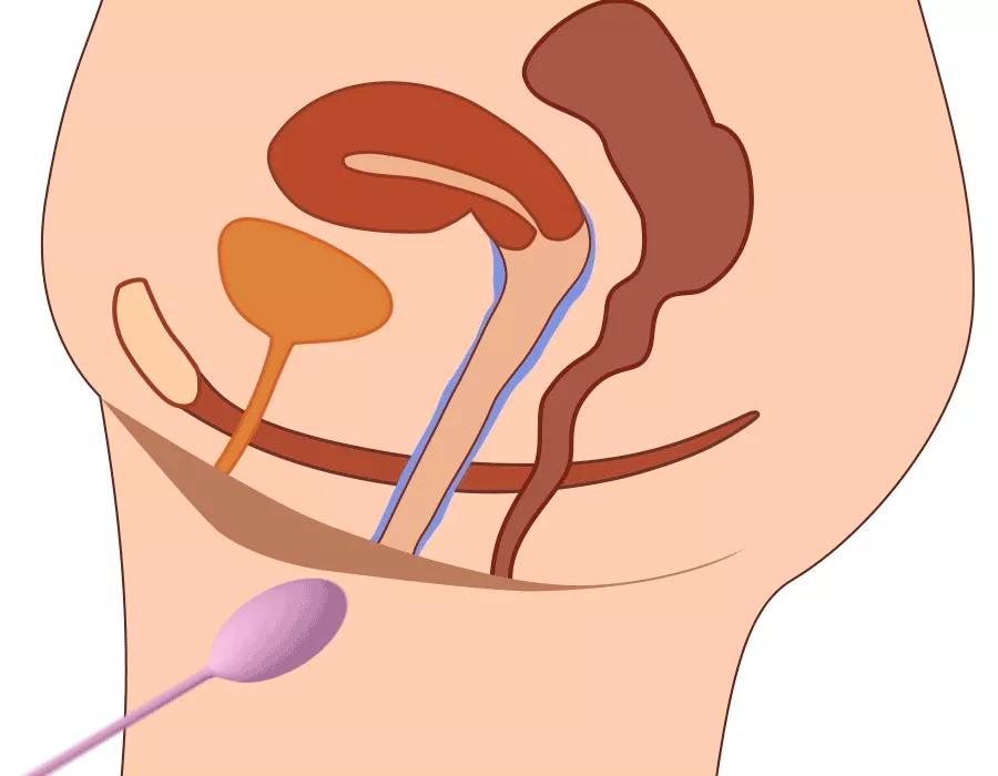 我们的身体里都有什么器官,我们的身体里有几颗卵