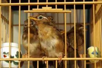 画眉鸟的底子及特点,黄眼带白底子画眉鸟好不好