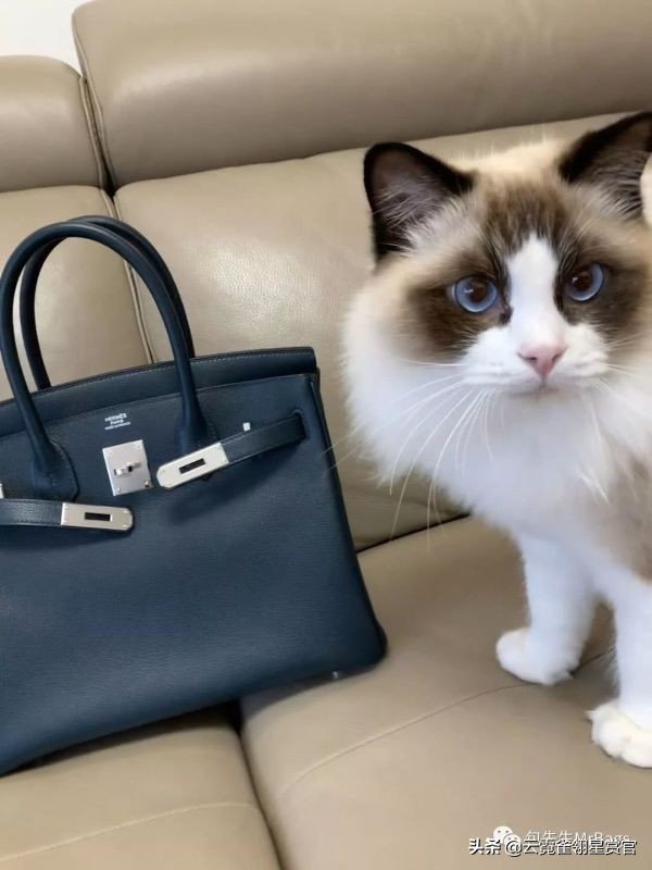 非常好看的宠物包,大家的包都带什么玩偶