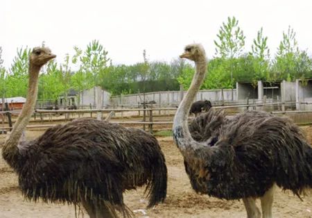 鸵鸟养殖百亿产业,一个蛋卖20元