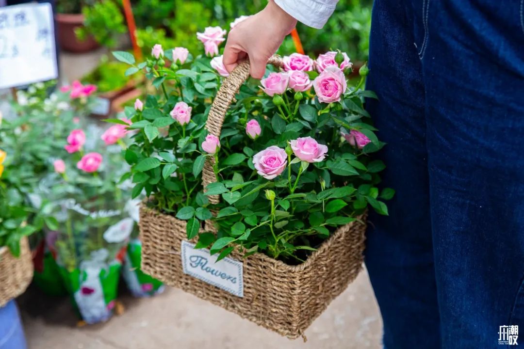广州最便宜的花卉市场1块钱,广州岭南花卉市场买花攻略