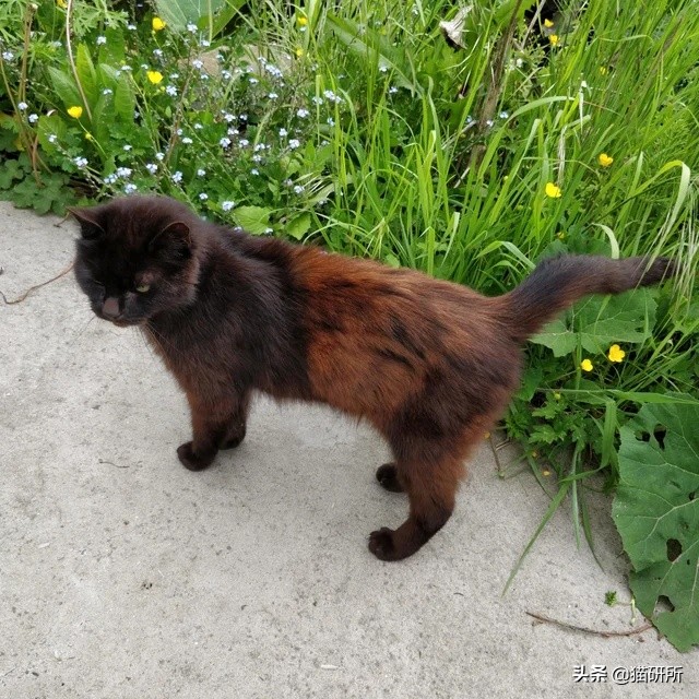 我家猫为什么莫名其妙的死了,我家猫为何越来越瘦