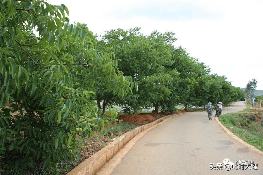 弥渡县这几个村人居环境大评比，结果怎么样？