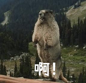 雅诗兰黛小棕瓶到底怎么样,雅诗兰黛假的小棕瓶