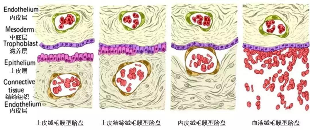 为什么只有人类女性会有大姨妈,为什么女人会来大姨妈