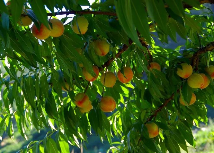 古田水蜜桃原产地每日凌晨采摘,古田水蜜桃的季节