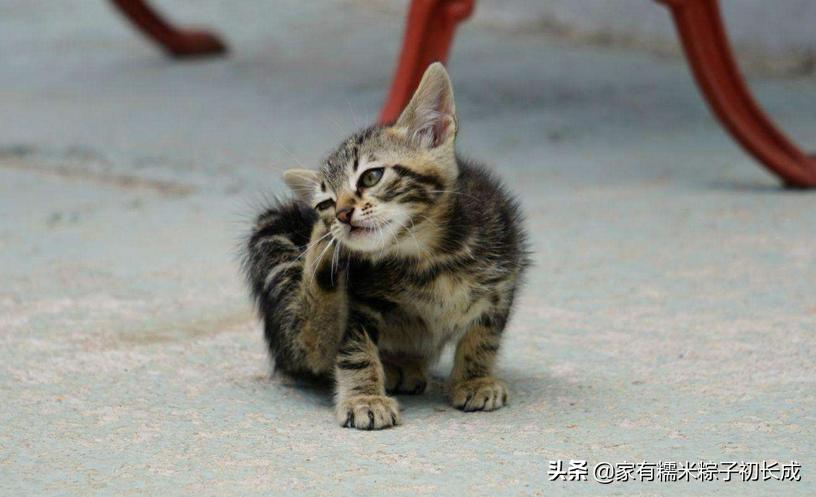猫咪猫癣为什么反反复复,猫咪猫癣越来越多怎么处理