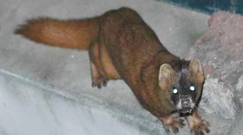 为什么老人说不能打黄鼠狼,为什么老人说黄鼠狼不能杀