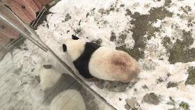 大雪主题画简单又漂亮,画中国的国宝熊猫