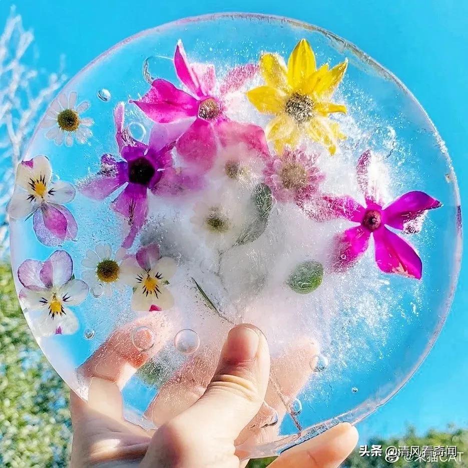 冻冰花美篇,冻冰花的美篇