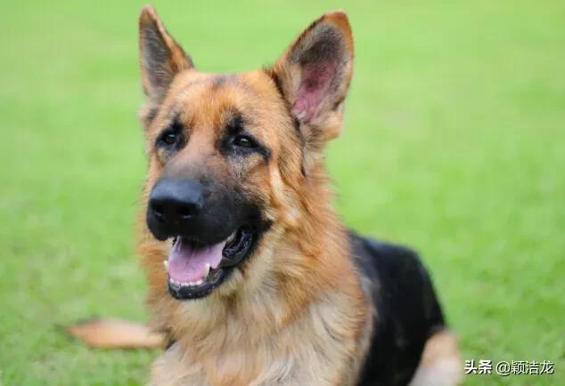 德国牧羊犬饲养基地在哪里,德国牧羊犬近亲繁育