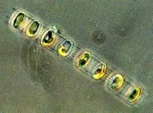 鱼类水产养殖需要哪些藻类,水产养殖显微镜下各种藻类