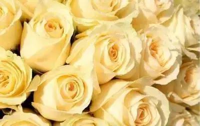 100种花的花语以及送花礼仪分享,100种花的名字和图片带花语