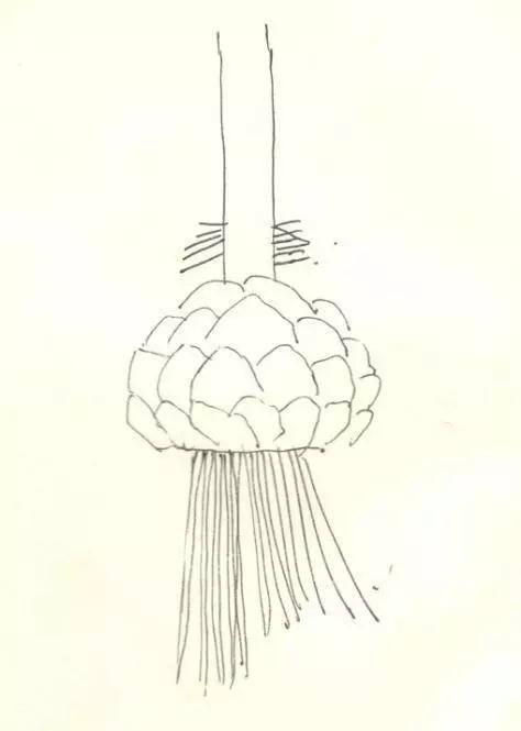 百合怎么样养得更持久,百合新手