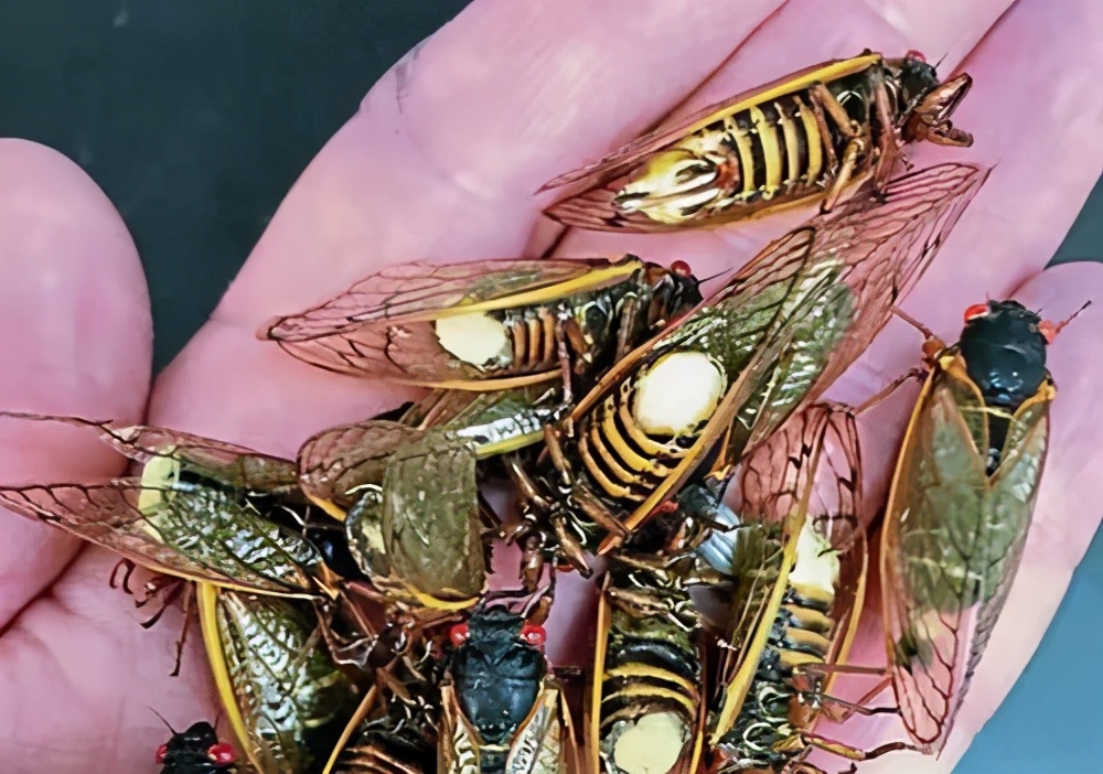 被真菌操控的“僵尸蝉”,腹腔被吃光仍热衷求偶,误食会被感染吗