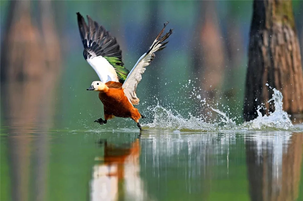 南京是什么样的城市,南京是什么颜色的
