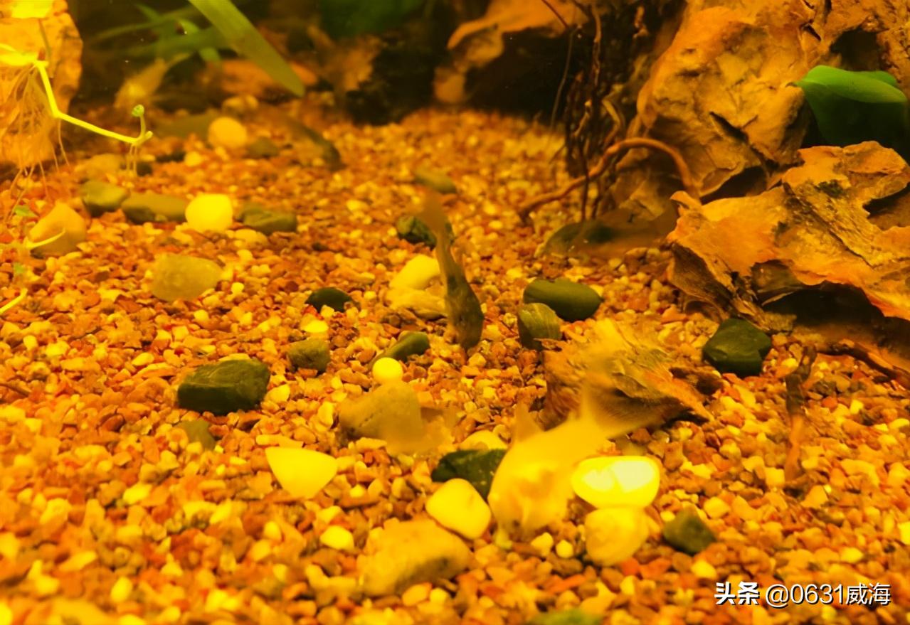 养鼠鱼怎么养水草,养鼠鱼需要注意什么事项