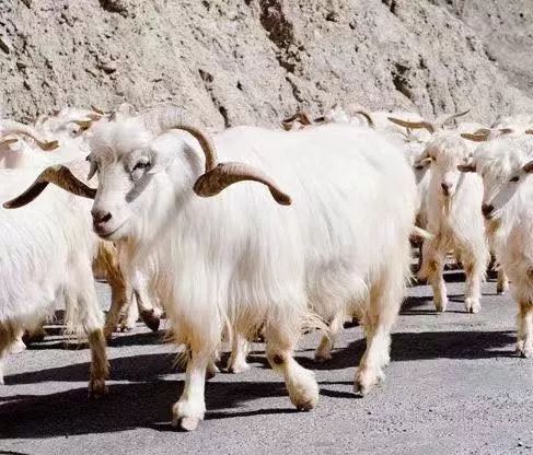 你也可以拥有林青霞同款了