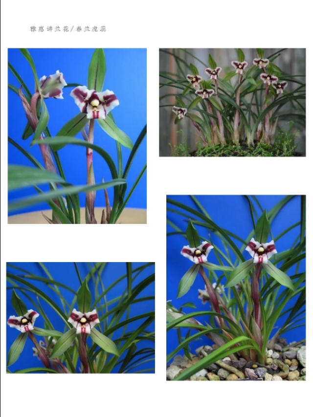 春兰入门级品种介绍：大富贵、环球荷鼎、端秀荷、余蝴蝶等等