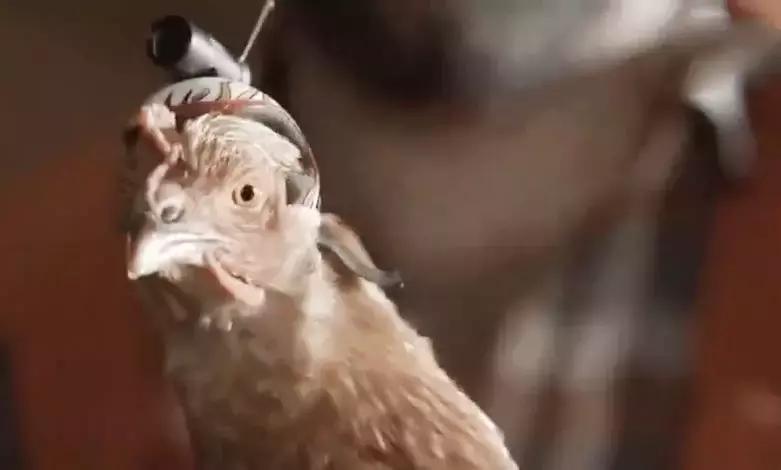 为了拍照防抖，有人叫了一只鸡...