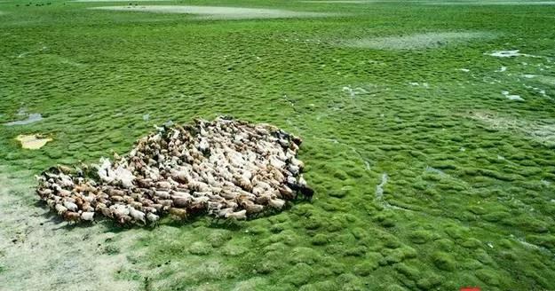 最好吃的羊肉是什么品种羊,正宗新疆羊