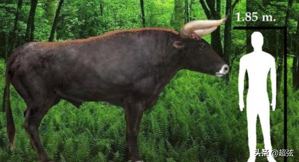 奶牛为什么那么笨,奶牛猫看起来不太聪明