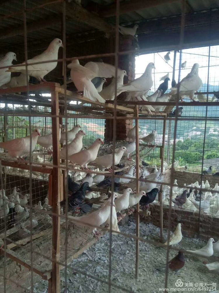 种农高手,农业高手