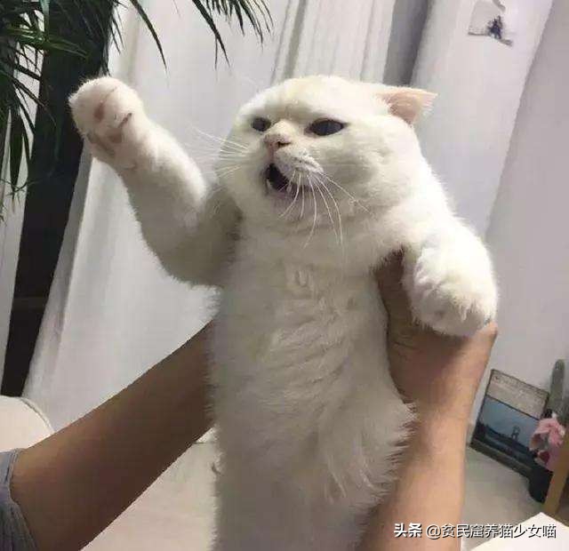 猫应该怎么抱才不会跑也不会咬人,你抱猫咪的方法正确吗