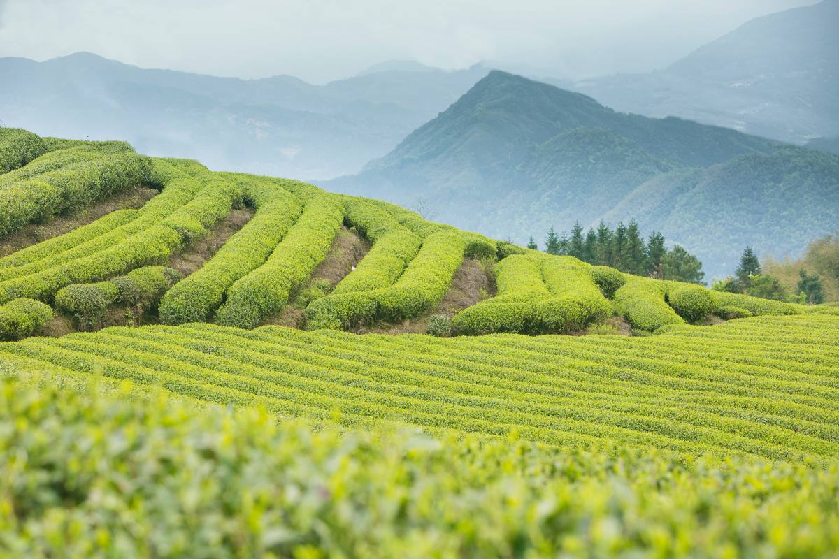 揭露蜂蜜市场惊天骗局,卖蜂蜜网红杨霞事件