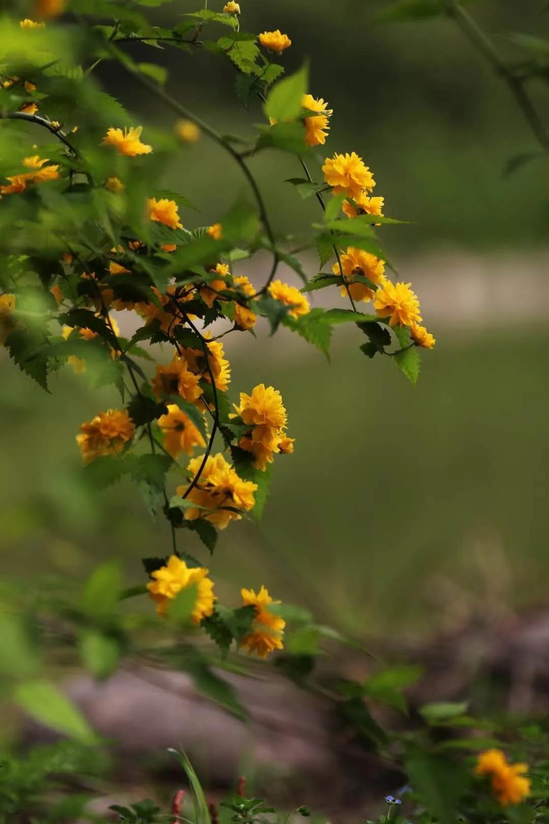 我的红旗梦,心中飘扬的红旗