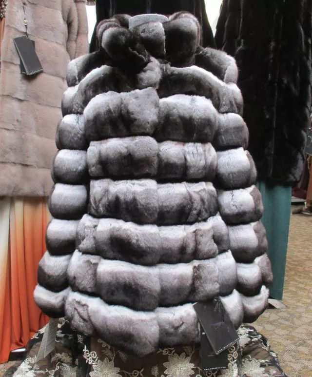 野外的龙猫长什么样子,野外的龙猫生活在哪里