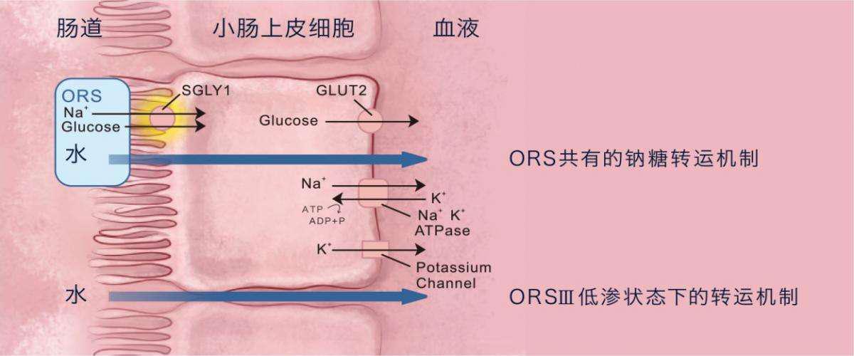 宝宝腹泻吃补液盐的正确方法,宝宝腹泻口服补液盐您用对了吗