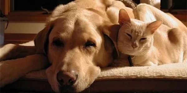 宝宝被宠物抓伤怎么处理,被宠物老鼠咬伤正确处理方法