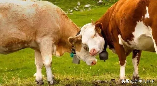 母牛出现流产征兆最佳治疗方法,母牛陆续流产怎么回事