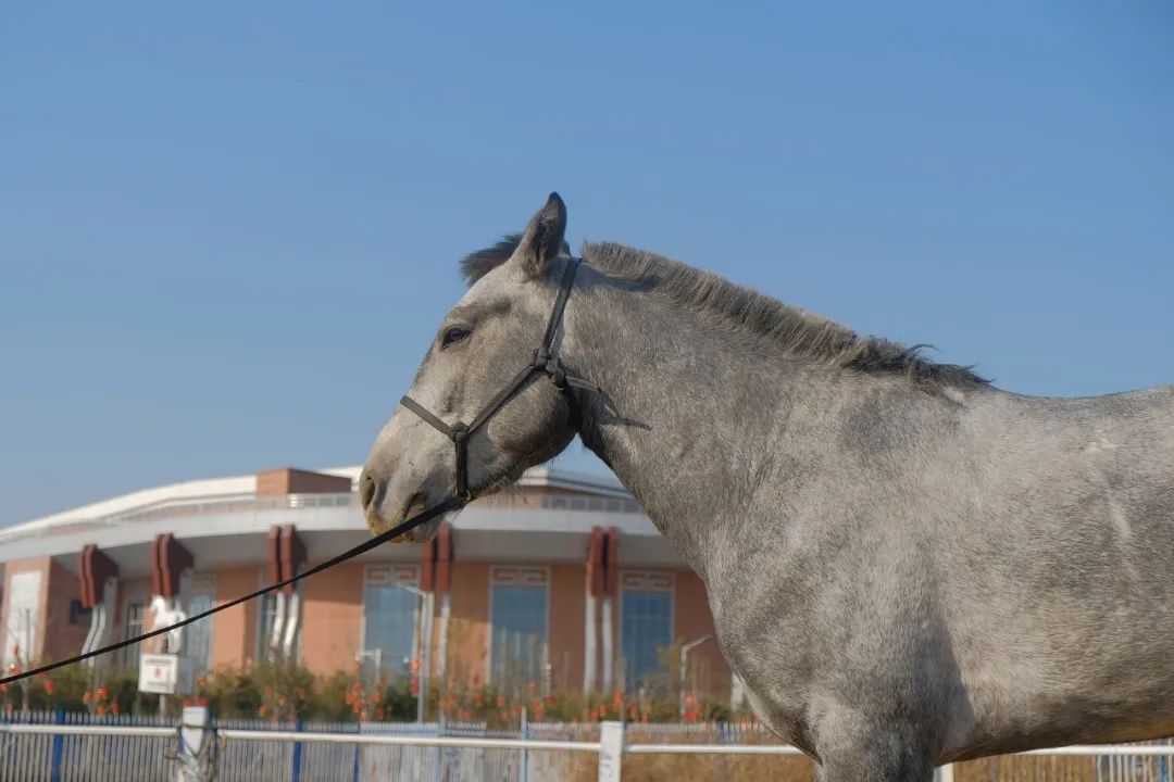 马匹的疾病,马匹疾病