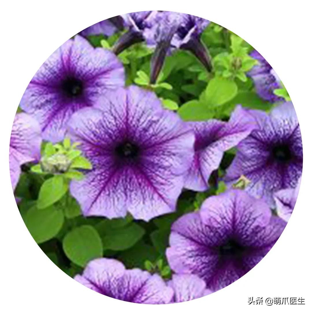 养了猫还适合养鹦鹉吗,养了猫还能养松鼠吗