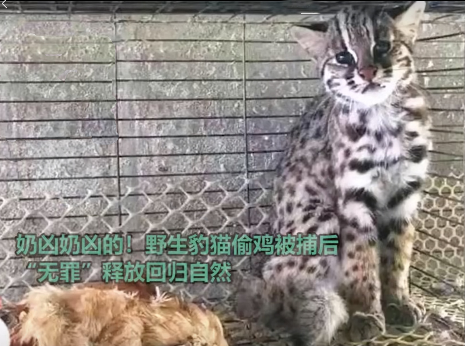 野生豹猫到村民家里偷鸡,豹猫偷鸡事件