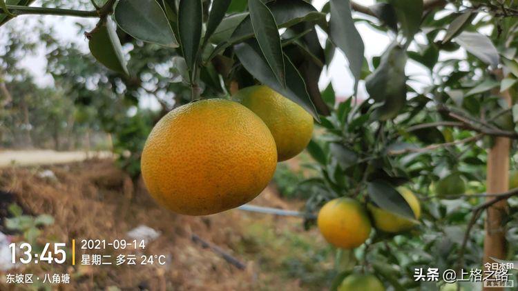 眉山柑橘推介会,眉山柑橘技术