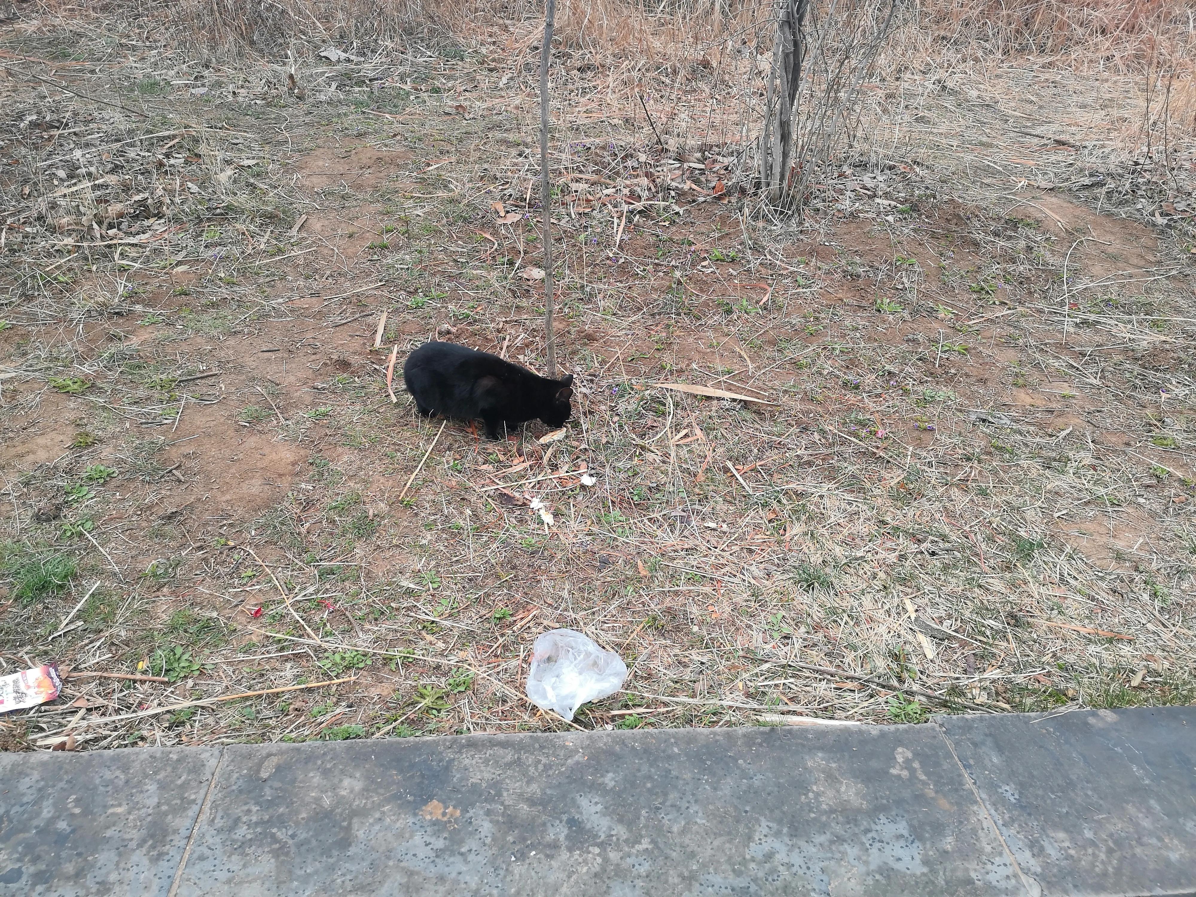 嵩山少林寺旅游攻略一日游,春季嵩山少林寺景区一日游