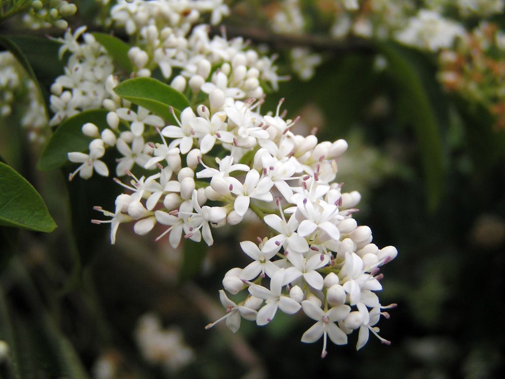 家里养花避开几种毒花,家庭养花需要知道的10大剧毒植物