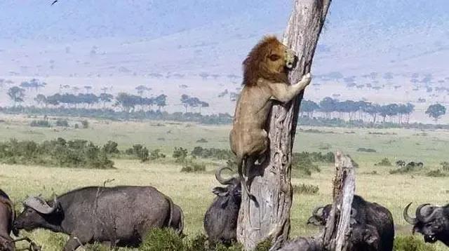 犬科代表非洲野犬,*攻围**狮子,掠夺豹子,暴打鬣狗,成为草原王者