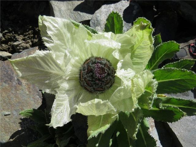 只生长在*疆新**和*藏西**的植物,拍卖价高达几十万,国家已经禁止采挖