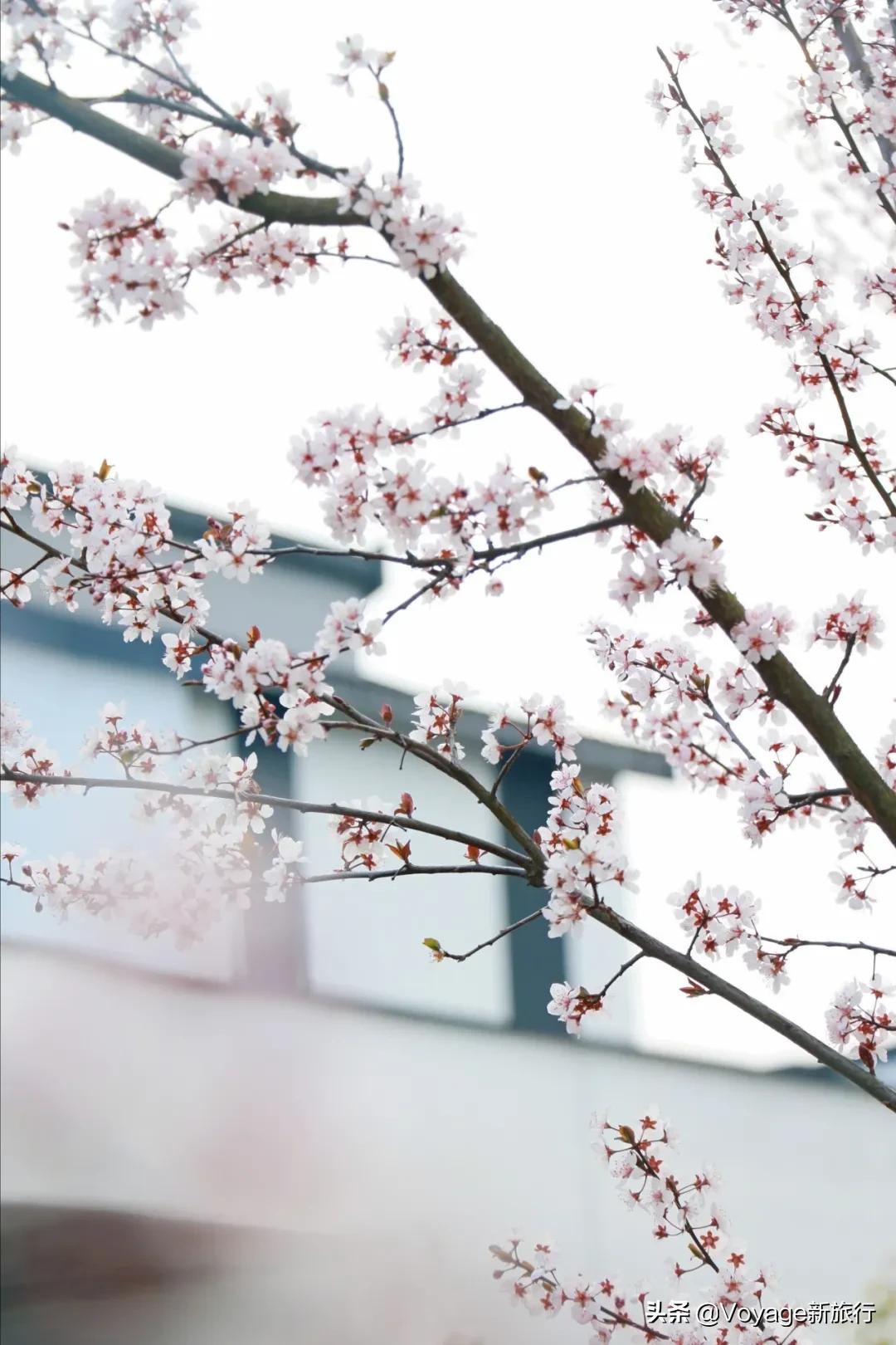 旅行民宿春天赏花,附近哪里有赏花民宿