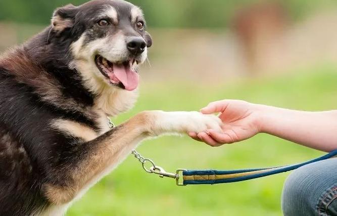 狗狗电项圈训练方法,训练狗狗叫的方法